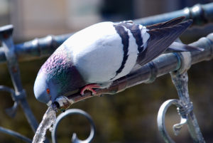 Trinkende Taube