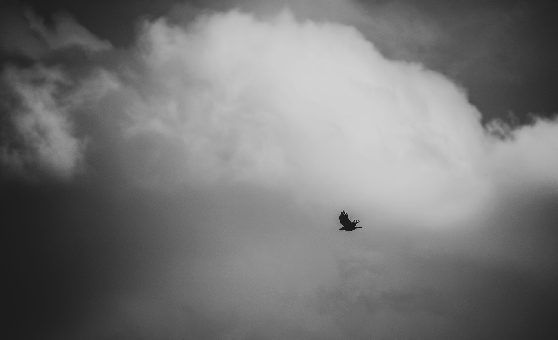 voegel_00271