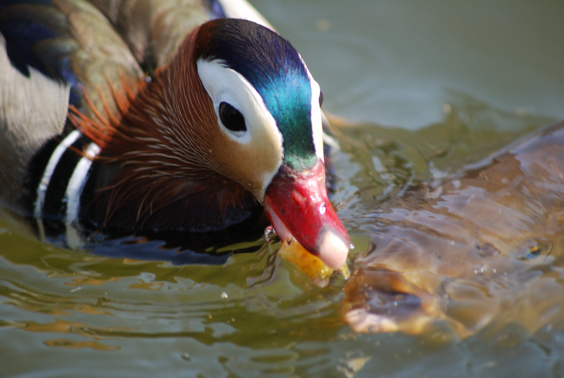 voegel_00390