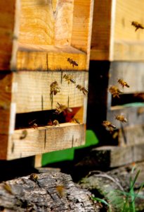 Heimkehr der Bienen