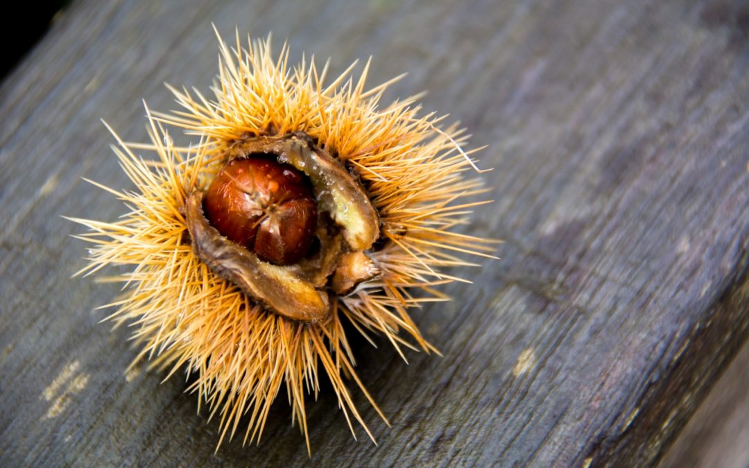 Herbst