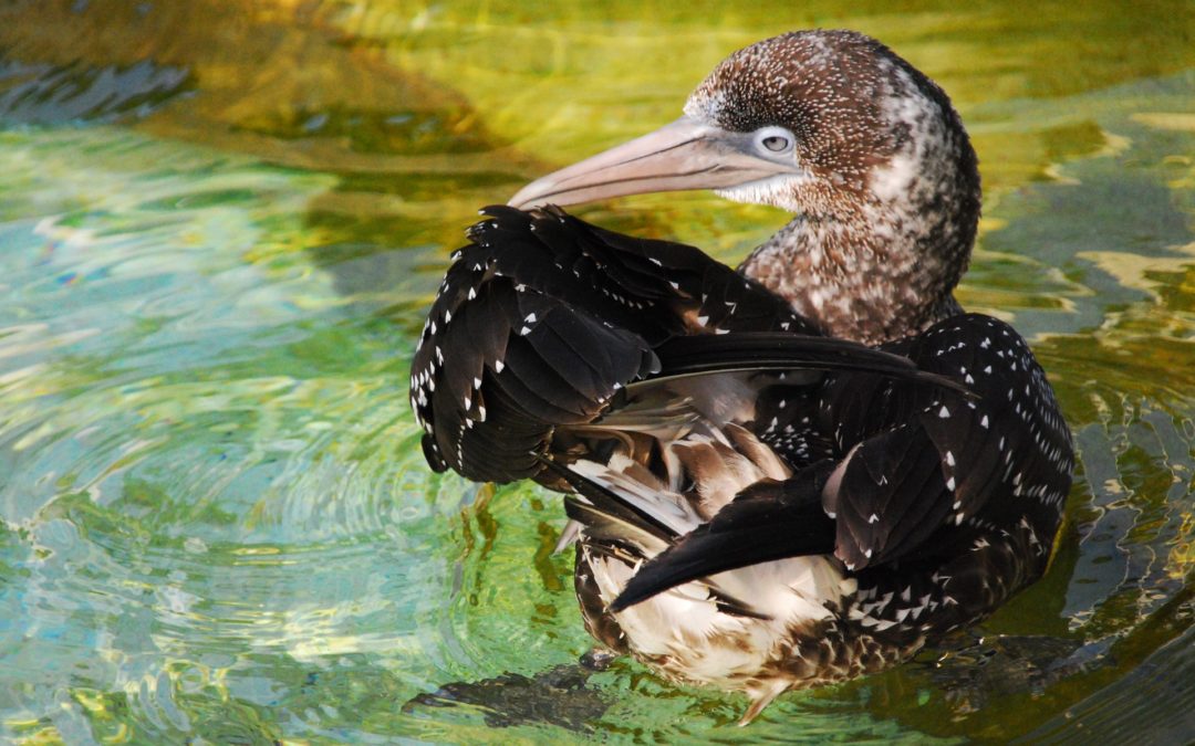 Vögel